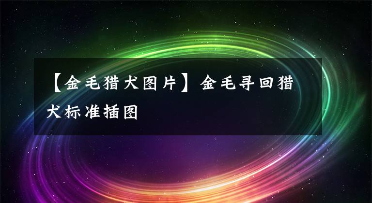 【金毛猎犬图片】金毛寻回猎犬标准插图