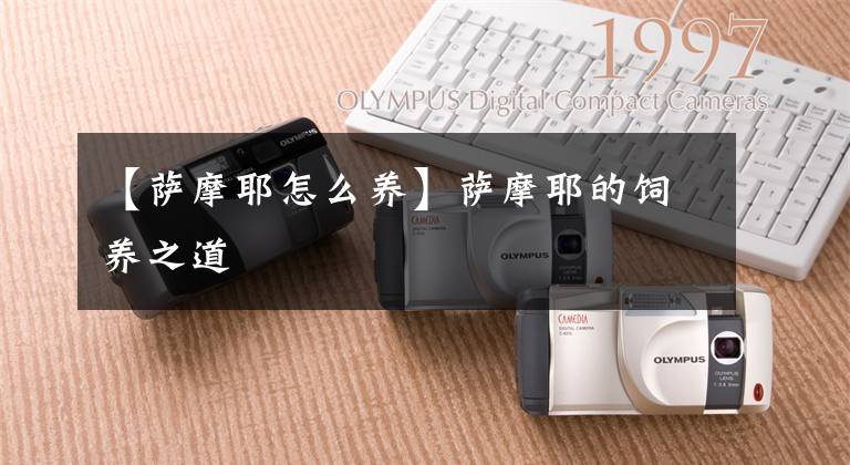 【萨摩耶怎么养】萨摩耶的饲养之道