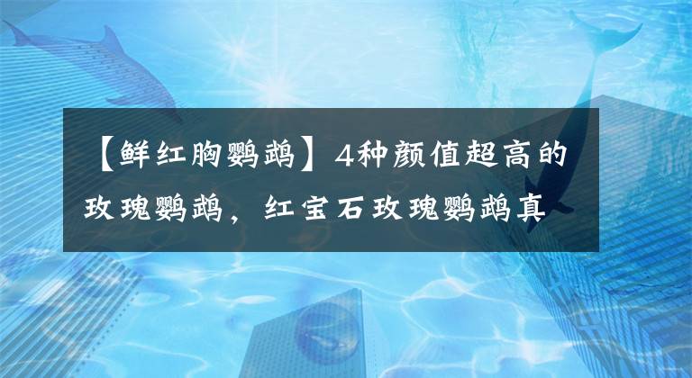 【鲜红胸鹦鹉】4种颜值超高的玫瑰鹦鹉，红宝石玫瑰鹦鹉真好看，可惜宠物性太差