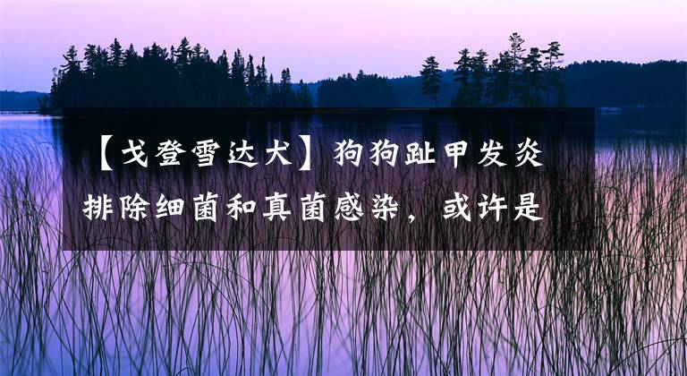 【戈登雪达犬】狗狗趾甲发炎排除细菌和真菌感染，或许是免疫系统问题，快去检查