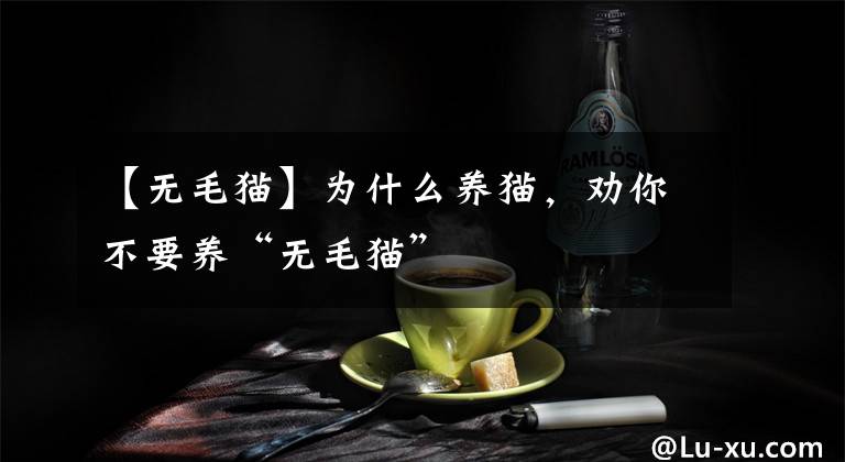 【无毛猫】为什么养猫，劝你不要养“无毛猫”