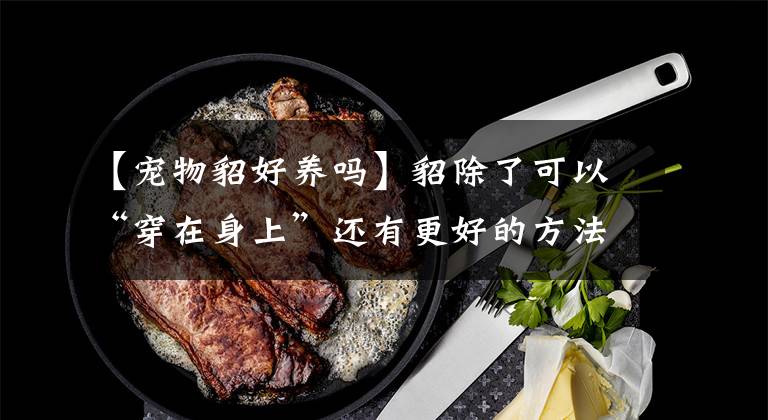 【宠物貂好养吗】貂除了可以“穿在身上”还有更好的方法陪着你哦！！宠物貂