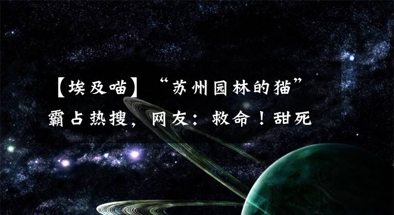【埃及喵】“苏州园林的猫”霸占热搜，网友：救命！甜死了