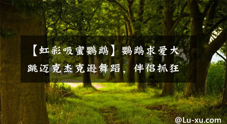 【虹彩吸蜜鹦鹉】鹦鹉求爱大跳迈克杰克逊舞蹈，伴侣抓狂只想逃