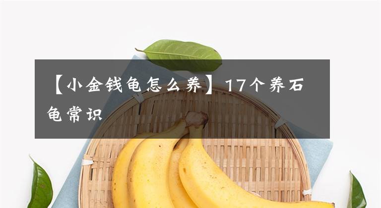【小金钱龟怎么养】17个养石龟常识