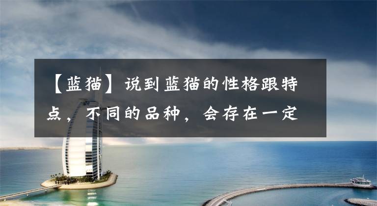 【蓝猫】说到蓝猫的性格跟特点，不同的品种，会存在一定的差异