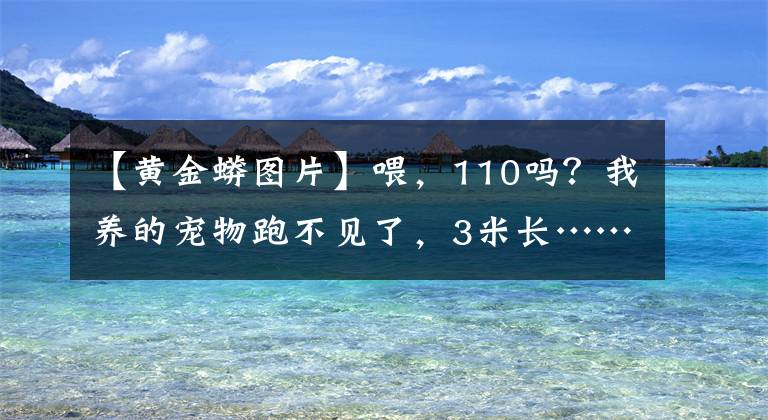 【黄金蟒图片】喂，110吗？我养的宠物跑不见了，3米长……