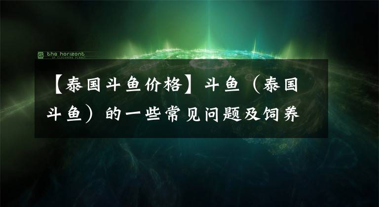 【泰国斗鱼价格】斗鱼（泰国斗鱼）的一些常见问题及饲养技巧