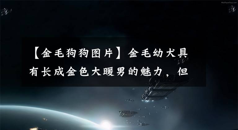 【金毛狗狗图片】金毛幼犬具有长成金色大暖男的魅力，但这些事项一定要注意