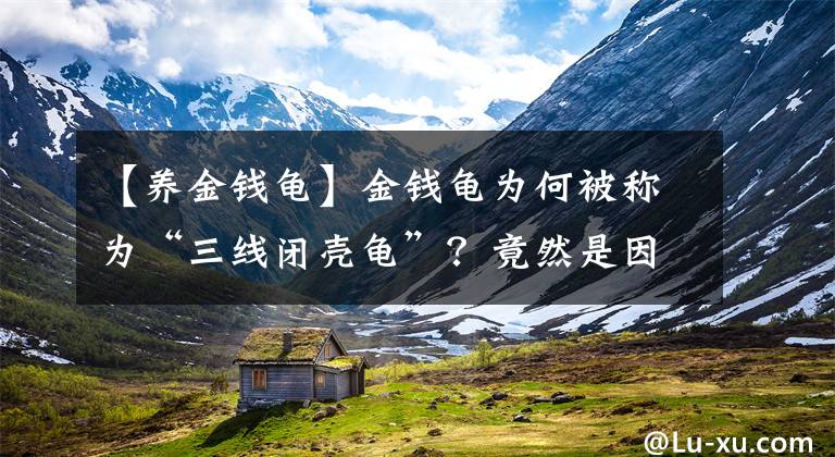 【养金钱龟】金钱龟为何被称为“三线闭壳龟”？竟然是因为这个原因