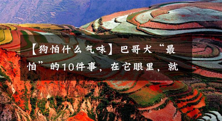 【狗怕什么气味】巴哥犬“最怕”的10件事，在它眼里，就是“上刑”