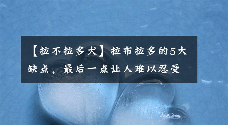 【拉不拉多犬】拉布拉多的5大缺点，最后一点让人难以忍受，看完恍然大悟