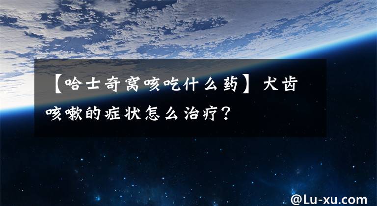 【哈士奇窝咳吃什么药】犬齿咳嗽的症状怎么治疗？