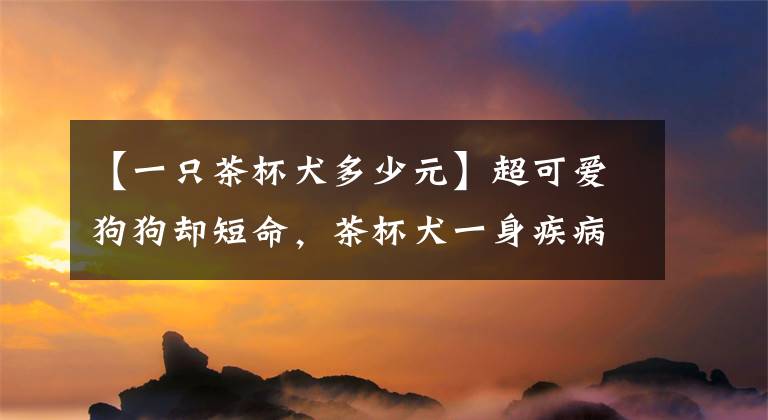 【一只茶杯犬多少元】超可爱狗狗却短命，茶杯犬一身疾病很烧钱，太小还容易被踩死