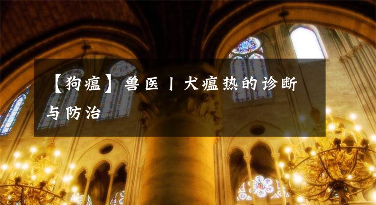 【狗瘟】兽医丨犬瘟热的诊断与防治