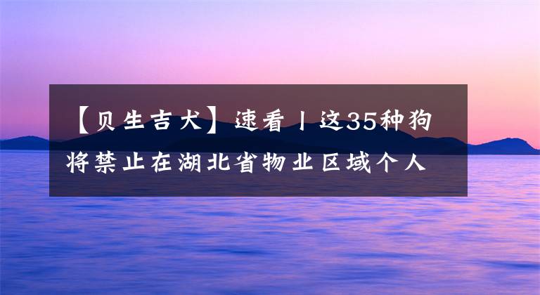 【贝生吉犬】速看丨这35种狗将禁止在湖北省物业区域个人饲养