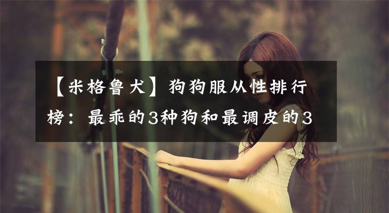 【米格鲁犬】狗狗服从性排行榜：最乖的3种狗和最调皮的3种狗