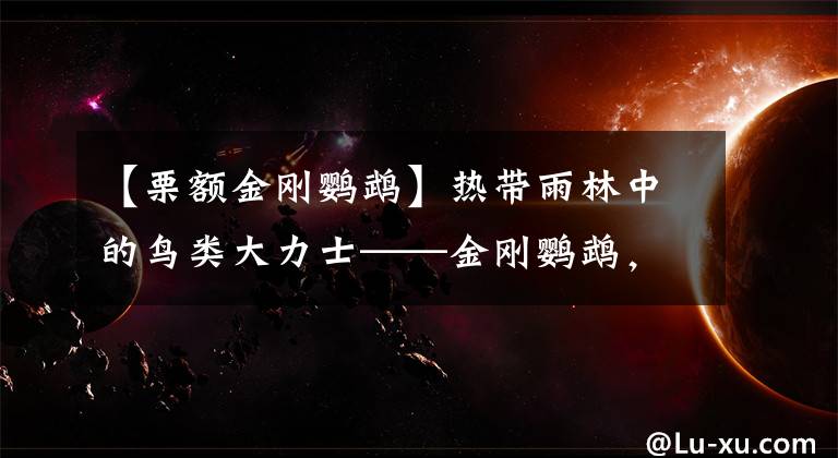 【栗额金刚鹦鹉】热带雨林中的鸟类大力士——金刚鹦鹉，五彩斑斓且“巧言善辩”