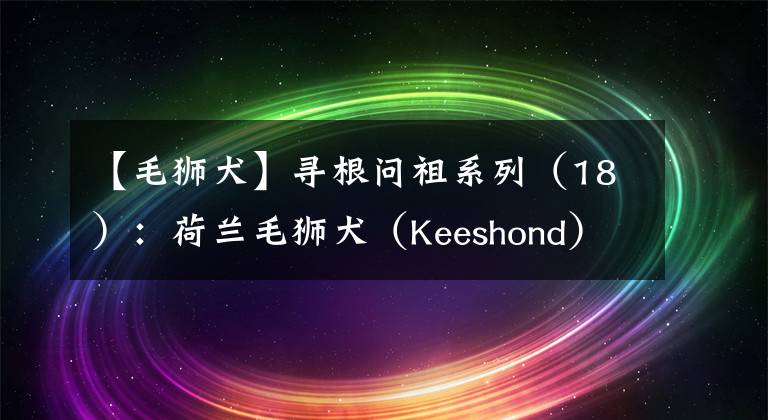 【毛狮犬】寻根问祖系列（18）：荷兰毛狮犬（Keeshond）