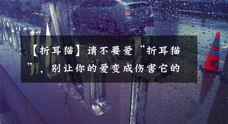 【折耳猫】请不要爱“折耳猫”，别让你的爱变成伤害它的理由