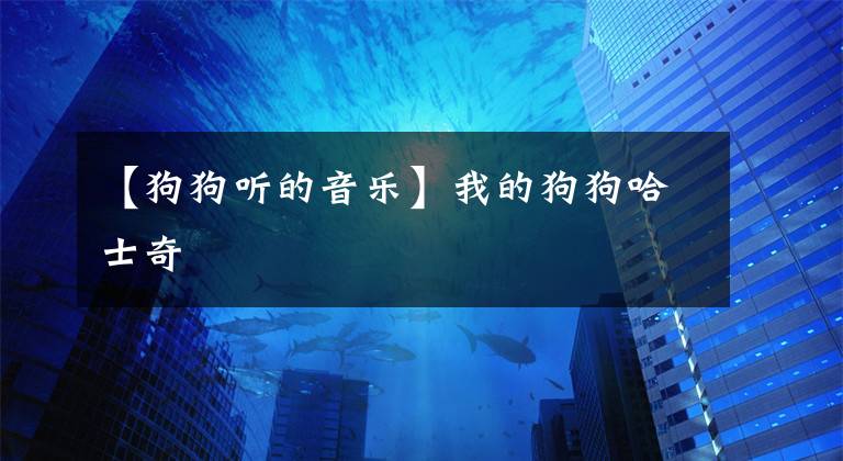 【狗狗听的音乐】我的狗狗哈士奇