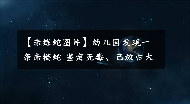 【赤练蛇图片】幼儿园发现一条赤链蛇 鉴定无毒、已放归大自然