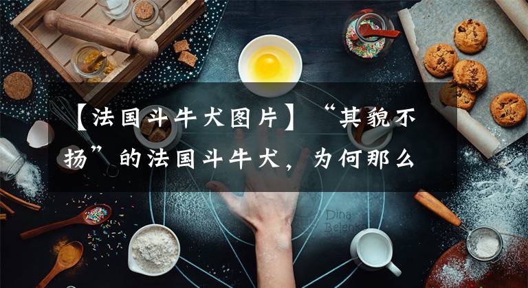 【法国斗牛犬图片】“其貌不扬”的法国斗牛犬，为何那么多人养？原因是这五点