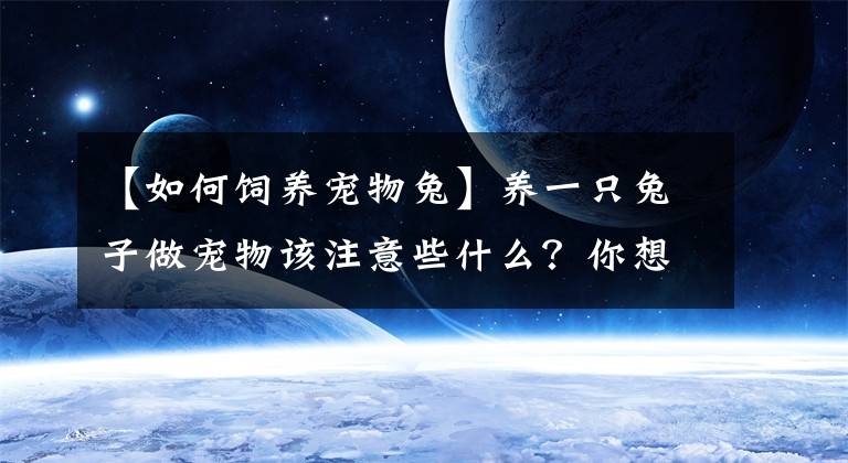 【如何饲养宠物兔】养一只兔子做宠物该注意些什么？你想知道的都在这里了