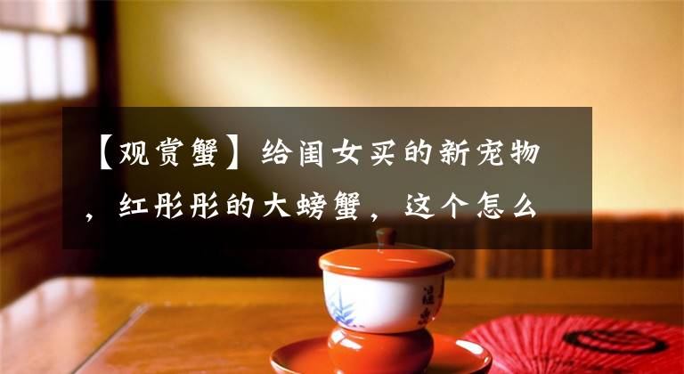 【观赏蟹】给闺女买的新宠物，红彤彤的大螃蟹，这个怎么养？