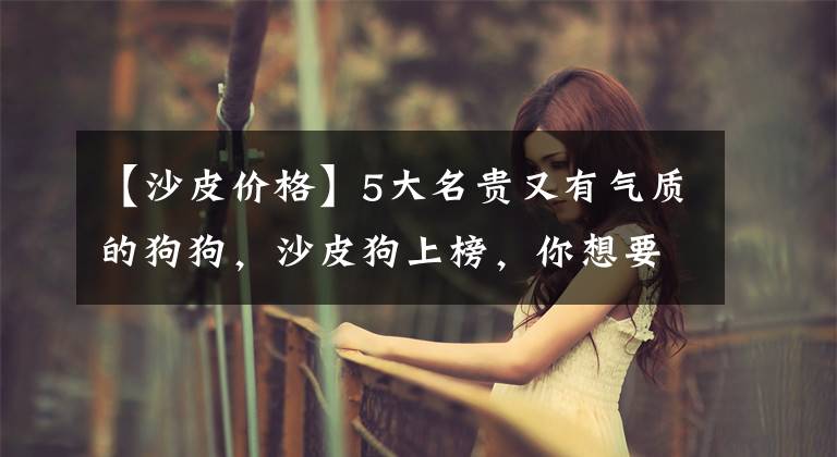 【沙皮价格】5大名贵又有气质的狗狗，沙皮狗上榜，你想要哪一只呢