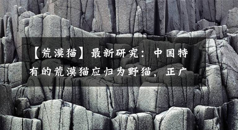 【荒漠猫】最新研究：中国特有的荒漠猫应归为野猫，正广泛影响当地家猫