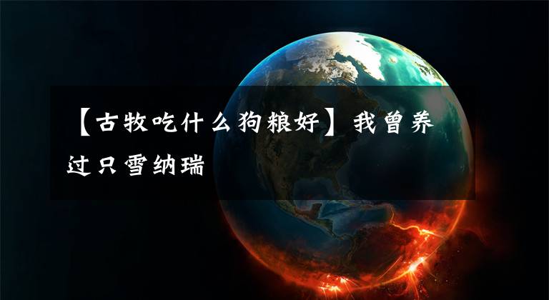 【古牧吃什么狗粮好】我曾养过只雪纳瑞