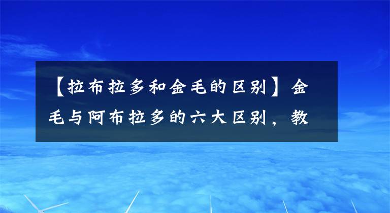 【拉布拉多和金毛的区别】金毛与阿布拉多的六大区别，教你快速辨别