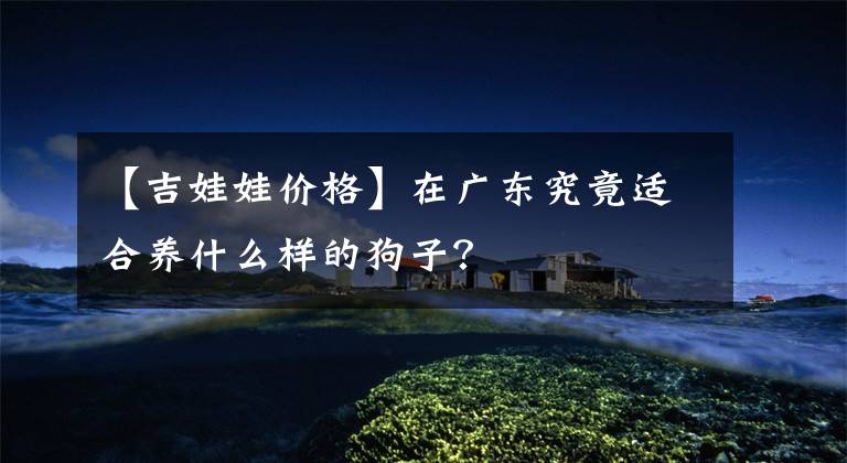 【吉娃娃价格】在广东究竟适合养什么样的狗子？