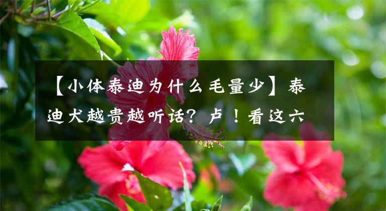 【小体泰迪为什么毛量少】泰迪犬越贵越听话？卢！看这六点没错