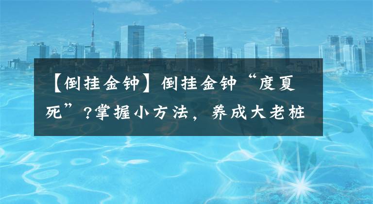 【倒挂金钟】倒挂金钟“度夏死”?掌握小方法，养成大老桩，开成花树，才叫美