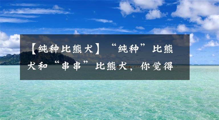 【纯种比熊犬】“纯种”比熊犬和“串串”比熊犬，你觉得谁更值得养？
