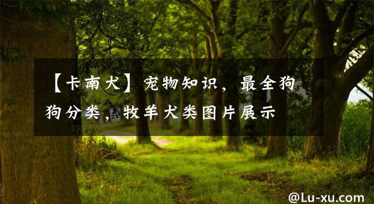 【卡南犬】宠物知识，最全狗狗分类，牧羊犬类图片展示