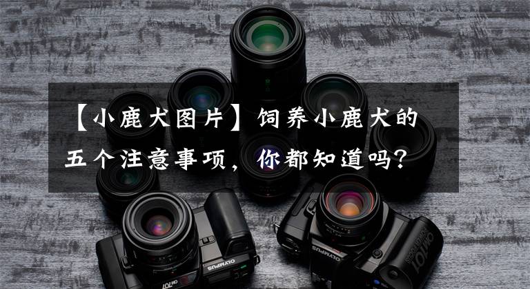 【小鹿犬图片】饲养小鹿犬的五个注意事项，你都知道吗？