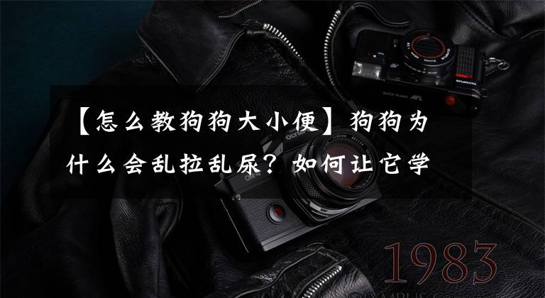 【怎么教狗狗大小便】狗狗为什么会乱拉乱尿？如何让它学会定点大小便？6步训练就到位