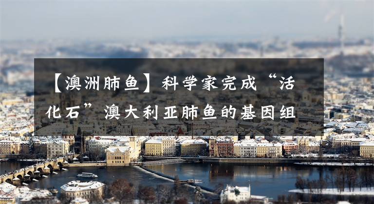 【澳洲肺鱼】科学家完成“活化石”澳大利亚肺鱼的基因组测序，或揭示陆地生命进化线索