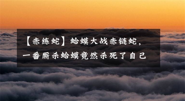 【赤练蛇】蛤蟆大战赤链蛇，一番厮杀蛤蟆竟然杀死了自己的天敌！