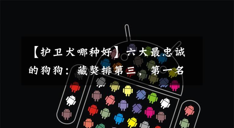 【护卫犬哪种好】六大最忠诚的狗狗：藏獒排第三，第一名以护主著称