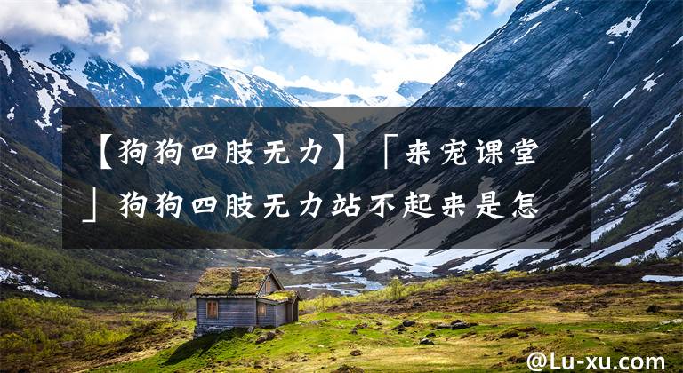 【狗狗四肢无力】「来宠课堂」狗狗四肢无力站不起来是怎么回事？新手家长必看