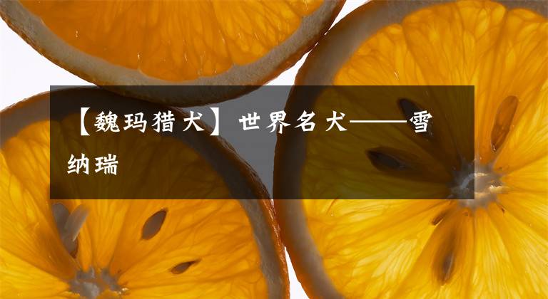 【魏玛猎犬】世界名犬——雪纳瑞