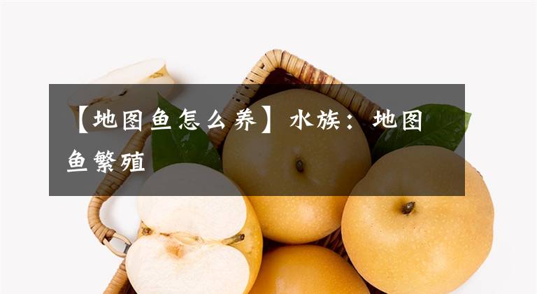 【地图鱼怎么养】水族：地图鱼繁殖