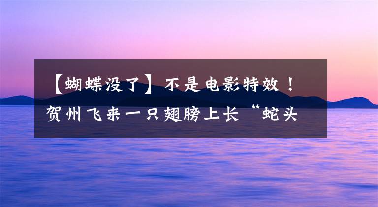 【蝴蝶没了】不是电影特效！贺州飞来一只翅膀上长“蛇头”的大蝴蝶