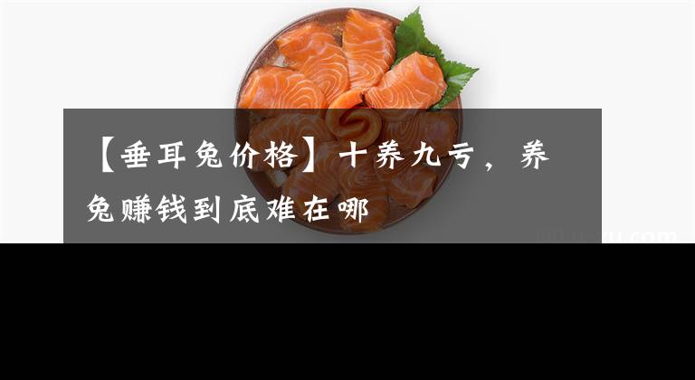 【垂耳兔价格】十养九亏，养兔赚钱到底难在哪
