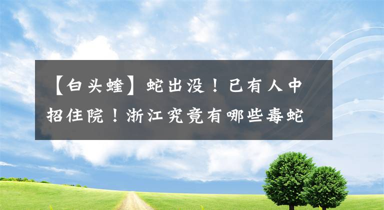 【白头蝰】蛇出没！已有人中招住院！浙江究竟有哪些毒蛇？快看看好防身！