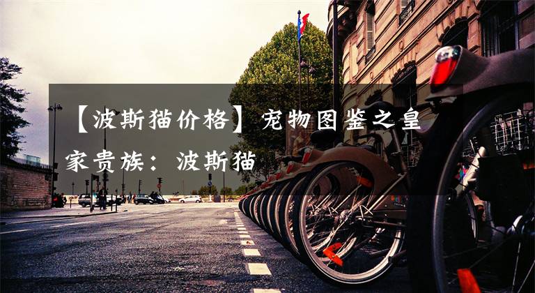 【波斯猫价格】宠物图鉴之皇家贵族：波斯猫